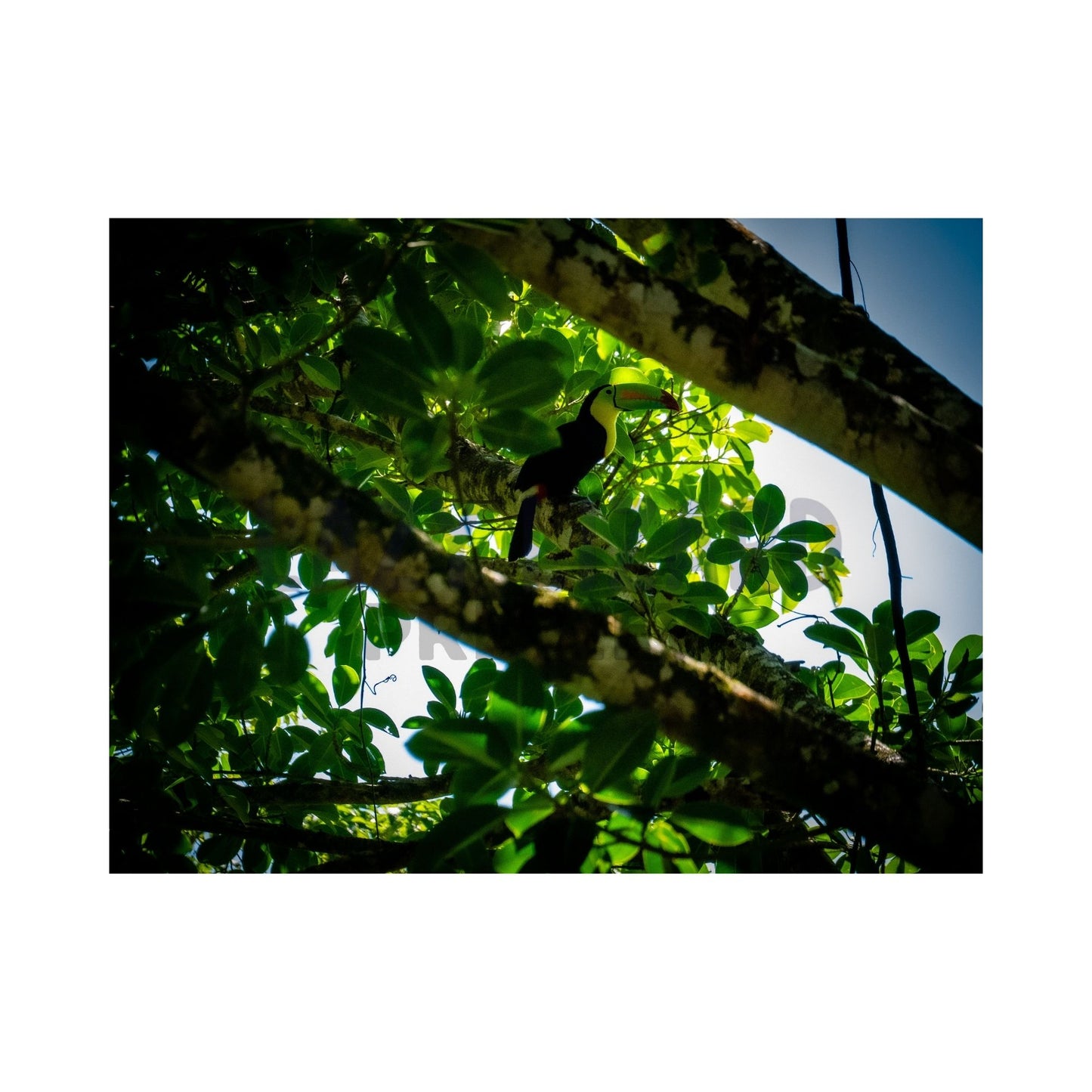 Toucan in the Shadows – Jungle Wildlife Photography Print