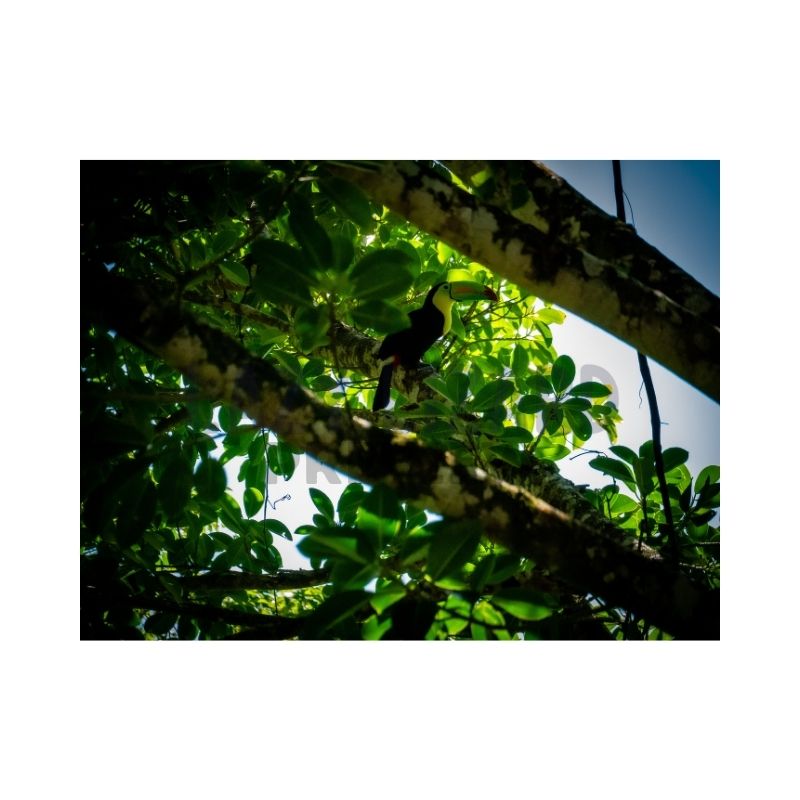 Toucan perched among shaded green leaves and thick tree branches in a tropical jungle.